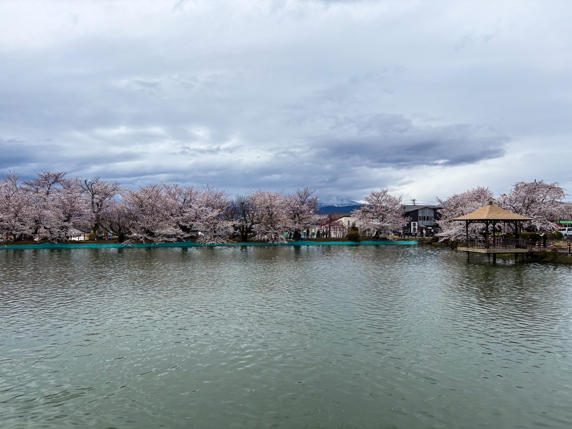Cherry blossom trees in full bloom beside a still lake
